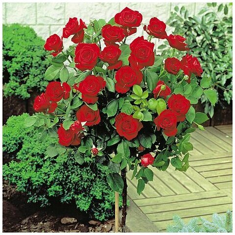 Růže na kmínku Eltoro , v květináči 90/110 cm Rosa